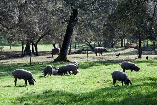 prosciutto di huelva