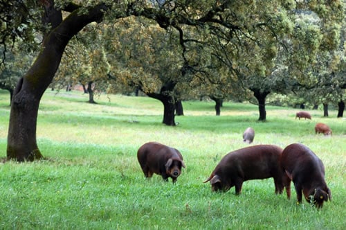 bellota_iberico