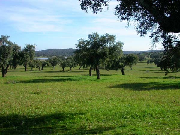 iberico_bellota